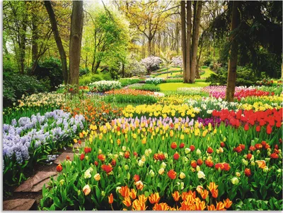 Produktbild von ARTland Wandbild Alu für Innen & Outdoor Tulpen Garten Frühling Größe: 40x30 cm