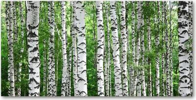 Produktbild von Tulup® Küchenrückwand Spritzschutz aus Glas -100x50 -Spritzschutz auf gehärtetes GlasDeko Blumen & Pflanzen Birken