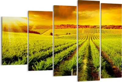 Produktbild von Bild auf Leinwand - Leinwandbild - Land Weingut Pflanzung - 150x100cm - Wand Bild - Wanddeko - Leinwanddruck - Bilder - Kunstdruck - Wanddekoration - Leinwand bilder - Wandkunst - EG150x100-2694
