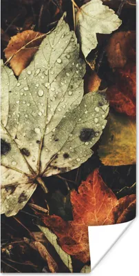 Produktbild von MuchoWow® Poster Herbstblätter - Herbst - Jahreszeiten - Natur 60x120 cm - Wandschmuck