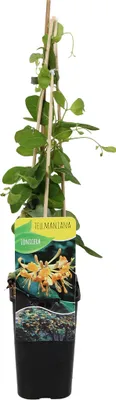 Zdjęcie produktu dla Bloomique - Lonicera Tellmanniana - Wiciokrzew - Pomarańczowy - Rośliny pnące - Rośliny ogrodowe - Odporne na zimę - 50-70 cm wysokości - Doniczka 15 cm