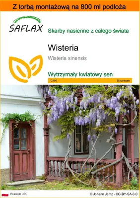 Zdjęcie produktu dla SAFLAX - Garden in the bag - Wisteria - 4 Nasiona - Z podłożem uprawowym w praktycznej, samorozkładającej się torbie - Wisteria sinensis