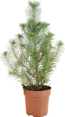 Image de Bloomique - Pinus Pinea Silver Crest - Pin parasol - Pin - Sapin - Pour intérieur et extérieur - Rustique - Persistant - 20-30 cm de hauteur - Pot de 10,5 cm