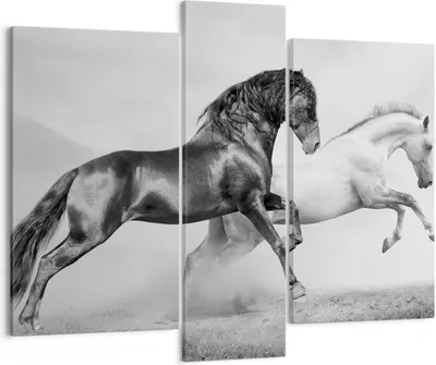 Produktbild von Bild auf Leinwand - Leinwandbild - Pferde Tiere Galopp Wiese - 95x80cm - Wand Bild - Wanddeko - Leinwanddruck - Bilder - Kunstdruck - Wanddekoration - Leinwand bilder - Wandkunst - CB95x80-2683