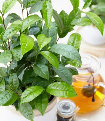 Produktbild von BALDUR Garten 1x Winterharte Teepflanze, Pflanze im 10,5 cm-Topf, Camellia sinensis, Zimmerpflanze, Grünpflanze, winterhart bis ca. -10 °C, Abdeckung empfohlen, blühend