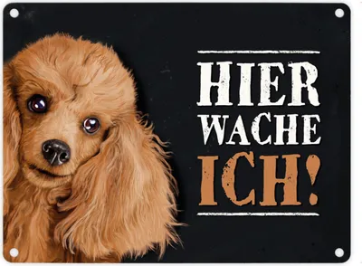 Produktbild von Metallschild mit Pudel Motiv und Spruch: Hier wache ich! Metallschild