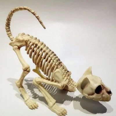 Produktbild von Katzen-Skelett Modell mit realistischer Knochenoptik - Halloween Dekoration