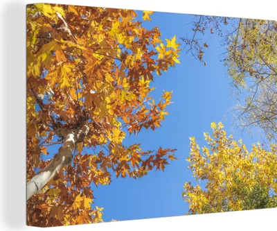 Obrázok produktu pre OneMillionCanvasses® - Plátno - 140x90 cm, Jeseň - Stromy - Oranžová, Nástenná umelecká dekorácia - Fotografia na plátne - Maľba na drevenom ráme