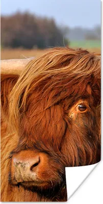 Produktbild von MuchoWow® Poster Schottischer Highlander - Gras - Baum 20x40 cm - Plakat - Foto