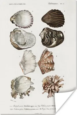 Produktbild von MuchoWow® Poster Muschel - Vintage - Meer 80x120 cm - Papierdruck