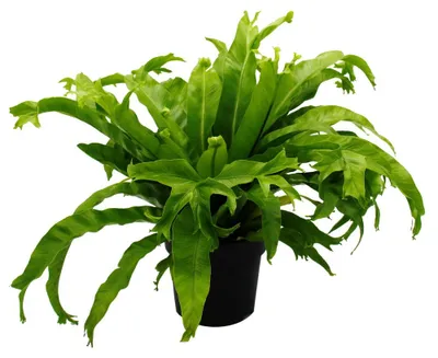 Zdjęcie produktu dla Asplenium nidus Chrissie – wyjątkowe odmiany paproci do wnętrz – paproć gniazdowa – doniczka 17 cm – wysokość ok. 30–40 cm