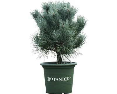 Produktbild von Pinus sylvestris `Watereri` H 30 cm Co 6 L