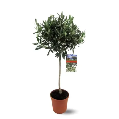 Image de Olivier europaea - arbuste méditerranéen - ↕ 90-100 cm - ⌀ 18 cm - plante d'extérieur
