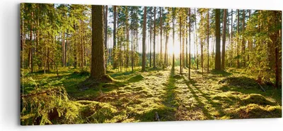 Produktbild von Bild auf Leinwand - Leinwandbild - Wald Baum Natur - 100x40cm - Wand Bild - Wanddeko - Wandbilder - Leinwanddruck - Bilder - Kunstdruck - Wanddekoration - Leinwand bilder - Wandkunst - AB100x40-3724