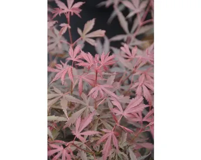 Produktbild von Fächerahorn FloraSelf Acer palmatum 'Jerre Schwartz' H 40 cm Co 4,5 L