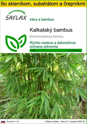 Obrázok produktu pre SAFLAX Kultivačný set - kalkatský bambus - Dendrocalamus strictus - 50 Semená - S mini skleníkom, pestovateľským substrátom a 2 črepníkmi