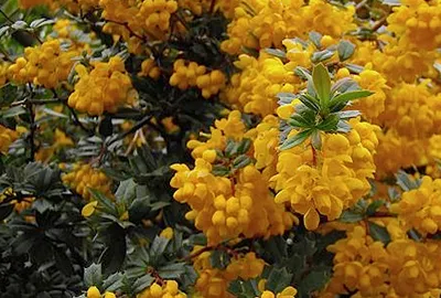 Produktbild von Berberis darwinii - Berberitze  25- 30 cm Container