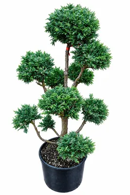 Produktbild von Gartenbonsai Muschelzypresse 110–120 cm - Chamaecyparis obtusa 'Drath'