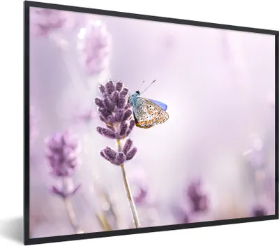 Produktbild von MuchoWow® Gerahmtes Poster Lavendel - Schmetterling - Nahaufnahme - Lila 80x60 cm - Poster mit Schwarzem Bilderrahmen Wandposter Rahmen Foto Bilder - Schwarzem - Mit Gestell