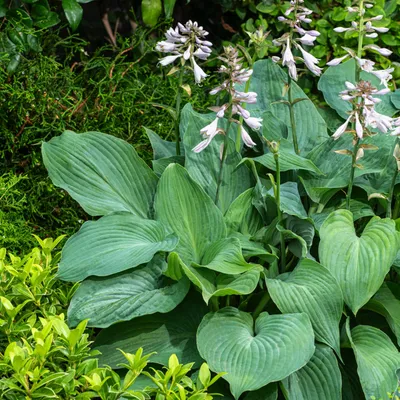 Immagine prodotto di Hosta Funkia Blue Mammoth 1 pz. Piantina Piantine di Hosta Funkie