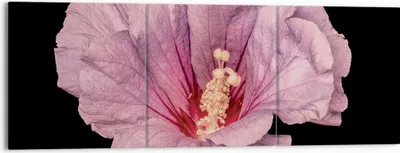 Produktbild von Bild auf Leinwand - Leinwandbild - 3 Teile - Hibiskus Blume Rosa - 150x50cm - Wand Bild - Wanddeko - Wandbilder - Leinwanddruck - Bilder - Wanddekoration - Leinwand bilder - Wandbild - CA150x50-4481