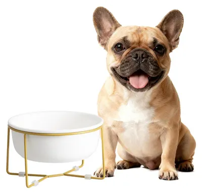 Immagine prodotto di Ciotola rialzata per cani, in Vetroceramica con supporto in metallo, capacità 600 ml, colore bianco