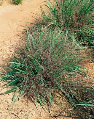 Produktbild von Eragrostis spectabilis, Purpur-Liebesgras, ca. 9x9 cm Topf
