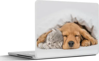 Produktbild von MuchoWow® Laptop Aufkleber Sticker Cover Haustiere - Hund - Katze - Decke 32.5x23.5 cm - Sticker für Laptop - Selbstklebend
