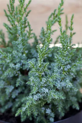Produktbild von Juniperus squamata 'Loderi', Blauer Zwergwacholder, 20–25 cm