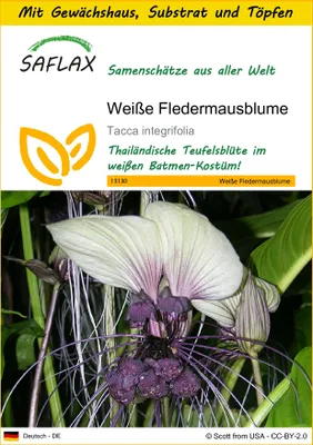 Produktbild von SAFLAX Anzucht Set - Weiße Fledermausblume - Tacca integrifolia - 10 Samen - Mit Mini-Gewächshaus, Anzuchtsubstrat und 2 Töpfen