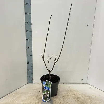 Produktbild von Catalpa erubescens 'Purpurea' - Trompetenbaum | 70-80 cm im Topf