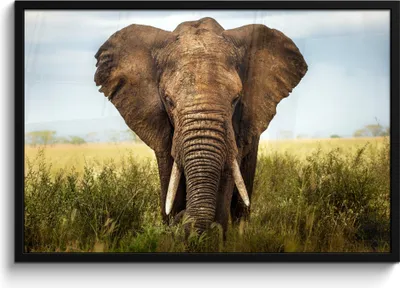 Produktbild von MuchoWow® MuchoWow® Gerahmtes Poster Elefant - Gras - Tiere - Natur 90x60 cm - Poster mit zchwarzem Bilderrahmen - Fotorahmen - Foto-Plakat