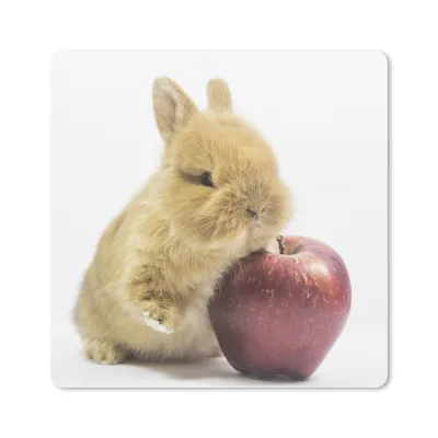 Produktbild von MuchoWow® Mauspad Mousepad Kaninchen - Baby - Apfel 20x20 cm - Mousepads - Maus Mat - Pad - Mausunterlage - Desk Mat - Bureauartikeln