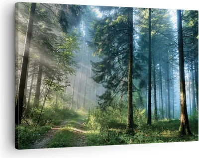 Produktbild von Bild auf Leinwand - Leinwandbild - Einteilig - Wald Dämmerung die Sonne - 70x50cm - Wand Bild - Wanddeko - Wandbilder - Leinwanddruck - Bilder - Wanddekoration - Leinwand bilder - AA70x50-4398