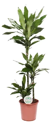 Image de Dracaena Janet Lind - 120-130cm - Ø24cm - Plante d'intérieur - Vert persistant