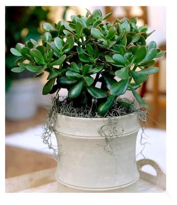 Produktbild von 1x Geldbaum Crassula, Pflanze im 12 cm-Topf, Zimmerpflanze pflegeleicht, Zimmerpflanze, Grünpflanze, mehrjährig - frostfrei halten, pflegeleicht, Wasserbedarf gering, Crassula ovata