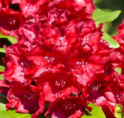 Immagine prodotto di Rhododendron Hybride " Cherry Kiss " rosa alpina a fiore grande alta 30 - 40 cm