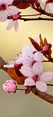 Produktbild von Türtapete Türposter Frühlingsgefühle I - Kirschblüten in Nahaufnahme - Größe: 93 x 205 cm