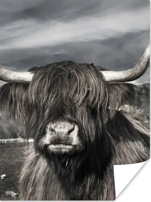 Produktbild von MuchoWow® Poster Schottischer Highlander - Tiere - Hörner 90x120 cm - Wohnzimmer