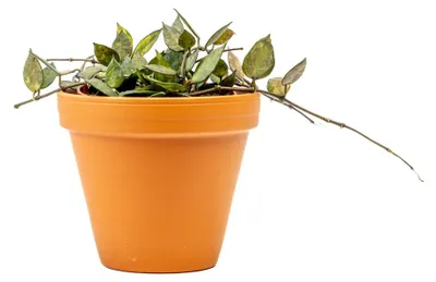 Obrázek produktu pro Gardners Hoya Krohniana Black Leaves, průměr 12 cm