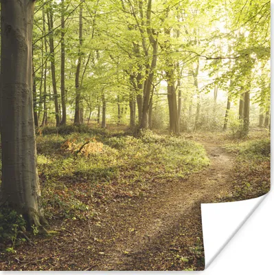 Produktbild von MuchoWow® Poster Wald - Weg - Sonnenaufgang 50x50 cm - Wohnzimmerdekoration