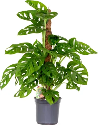 Produktbild von Monstera adansonii Moosstab - Monkey Leaf - Fensterblatt - Zimmerpflanzen - Monstera Pflanze - Hängepflanze echt - Höhe 20-25 cm - Topf 12 cm