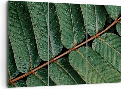 Produktbild von Bild auf Leinwand - Leinwandbild - 3 Teile - Tropfen Wasser Blätter - 105x70cm - Wand Bild - Wanddeko - Wandbilder - Leinwanddruck - Bilder - Wanddekoration - Leinwand bilder - CE105x70-4328