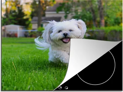 Produktbild von KitchenYeah© Herdabdeckplatte Ein Shih Tzu Hund läuft durch das grüne Gras , 57x51cm, Küche Deko, Glaskeramikkochfeld Herdabdeckung, Abdeckplatte fùr Kochfeld