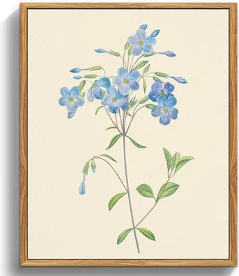 Produktbild von Leinwandbild Vintage Botanik Blaue Wildblumen mit Rahmen 30x40 cm