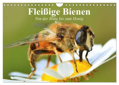 Produktbild von Fleißige Bienen. Von der Blüte bis zum Honig (Wandkalender 2027 DIN A4 quer), CALVENDO Monatskalender