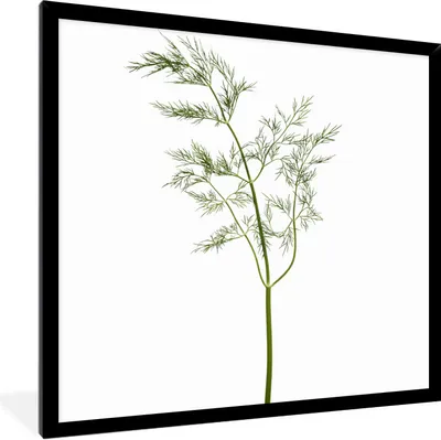 Produktbild von MuchoWow® Gerahmtes Poster Kräuterzweig mit weißem Hintergrund 40x40 cm - Poster mit Schwarzem Bilderrahmen Wandposter Rahmen Foto Bilder - Mit Rahmen - Wanddekoration Schlafzimmer