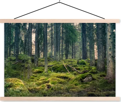 Produktbild von MuchoWow® Textilposter Wald - Baum - Moos 60x40 cm mit holzfarbenen Rahmen - Bilder