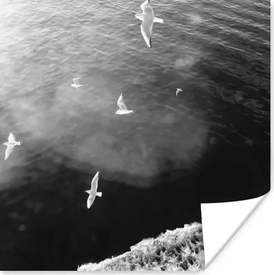 Produktbild von MuchoWow® Poster Wattenmeer - Schwarz - Weiß - Möwe 100x100 cm - Babyzimmer