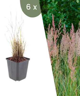 Produktbild von Plants by Frank | 6 Diamant-Reitgras Pflanzen | Calamagrostis Brachytricha | Ziergräser | Winterhart | Mehrjährig | Gartenpflanzen